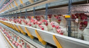 CRISE DO OVO – Maior produtor do Nordeste, Pernambuco garante abastecimento e preço sem aumento