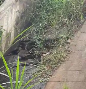 Barragem de Santa Rita, em Jupi, apresenta buracos e rachaduras e preocupa moradores por risco de rompimento