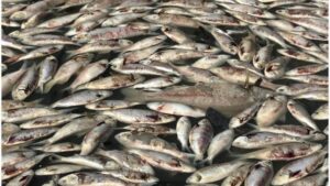 MISTÉRIO: Cerca de uma tonelada de peixe é jogada no lixo em Caetés