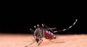 Pernambuco confirma PRIMEIRA MORTE por dengue em 2023