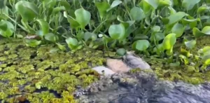 Dezenas de peixes aparecem mortos na Barragem do Prata e especialistas investigam desastre ambiental