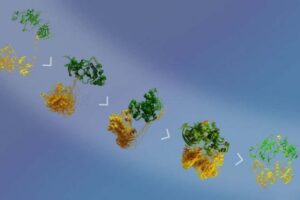 Covid: descoberta proteína que consegue parar a cascata inflamatória