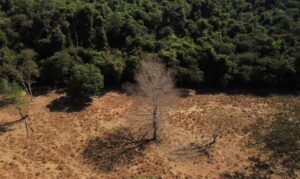Brasil perde 15% de florestas naturais em quase 40 anos, diz MapBiomas