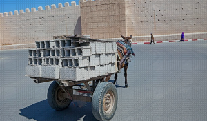 Comissão da Câmara Aprova Criminalização do Uso de Veículos de Tração Animal e de Animais em Circos