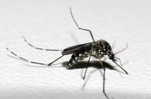Pernambuco identifica novos casos da dengue com sorotipo não registrado há mais de 15 anos