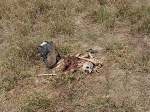 Uma Ossada Humana Foi Encontrada na Zona Rural de Angelim