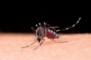 Pernambuco fica fora da primeira etapa da campanha nacional de vacinação contra a dengue