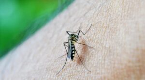 Pernambuco tem aumento de 113,4% nos casos de dengue em 2024 e investiga 6 mortes