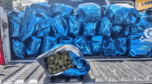 PRF e Denarc apreendem 185 kg de maconha “flor chilena” em Garanhuns