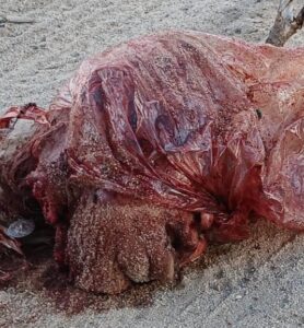 Cabeça de idosa de 88 anos é encontrada em saco plástico em Lajedo