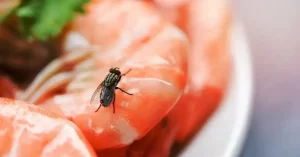 Secretaria de Saúde descarta casos de ‘Virose da Mosca’ no Agreste Meridional